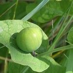 Aristolochia rotunda Frucht