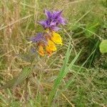 Melampyrum subalpinum Flower