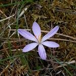 Crocus corsicus Flower