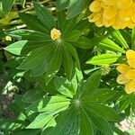 Lupinus arboreus Feuille