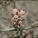 Funastrum cynanchoides Квітка