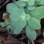 Sedum palmeri List