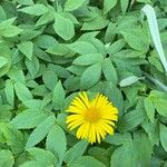 Doronicum plantagineum പുഷ്പം