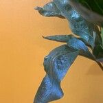 Paeonia lactiflora Φύλλο