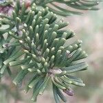 Abies lasiocarpa 葉