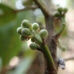Elaeocarpus dognyensis Fruto