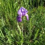 Iris cengialti 形態