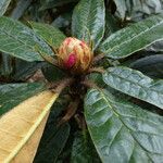 Rhododendron crinigerum Leaf