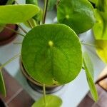 Pilea peperomioides Leaf