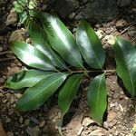 Litchi chinensis Leaf