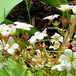 Saxifraga rosacea Blüte