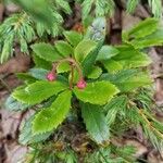 Vaccinium ovatum Leaf