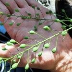 Camelina sativa ഫലം