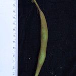 Erythrina arborescens