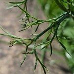 Tripleurospermum inodorum Blatt