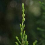 Erica arborescens Leaf