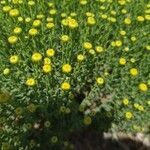 Santolina villosa Flor