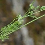 Torilis leptophylla Leaf