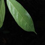 Siparuna cuspidata Leaf