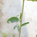 Chenopodium betaceum چھال