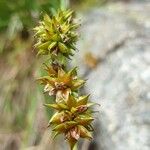 Carex oederi Fruit