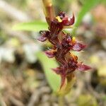 Bulbophyllum nigericum Květ