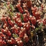 Sedum andegavense 花