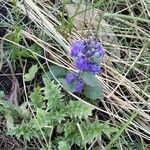 Ajuga genevensisCvet