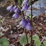 Soldanella montana Flor