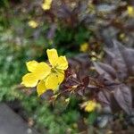 Lysimachia ciliataFlors