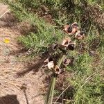 Alstroemeria pulchra Fruto