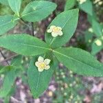 Euonymus americanus Kvet