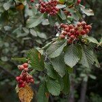 Sorbus aria果實