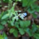 Myosotis macrosperma Květ