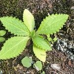 Carduus clavulatus Leaf