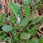 Dryas drummondii Leaf