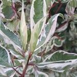 Cornus alba Leaf