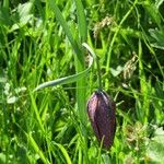 Fritillaria tubaeformis Õis