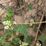 Cochlearia danica Fuelha