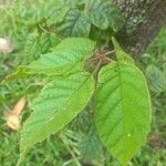 Handroanthus chrysotrichus Leaf