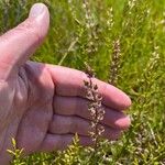 Triglochin bulbosa Blüte