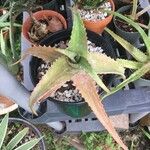 Aloe elgonica Blatt