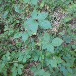Rubus sulcatus অভ্যাস