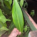 Canna glauca Leaf