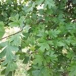 Crataegus laevigataFrunză