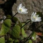 Jeffersonia diphylla موطن