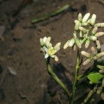 Vantanea parviflora Blodyn