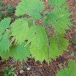 Boehmeria platanifolia Blad