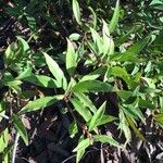 Sarcococca pruniformis Fuelha