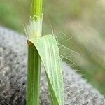 Bromus racemosus ഇല